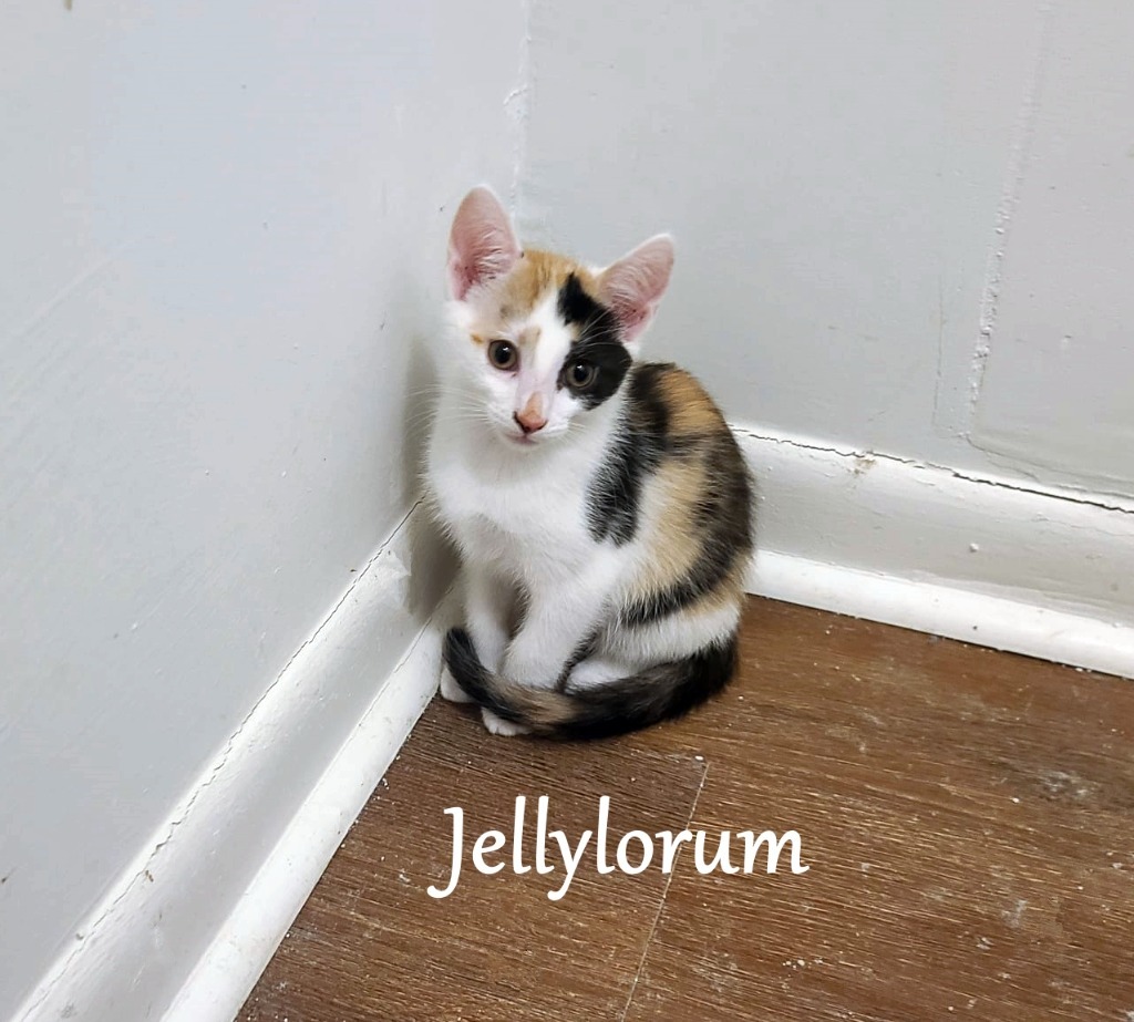 Jellylorum (Jelly), an adoptable Domestic Short Hair in Hoover , AL, 35226 | Photo Image 2