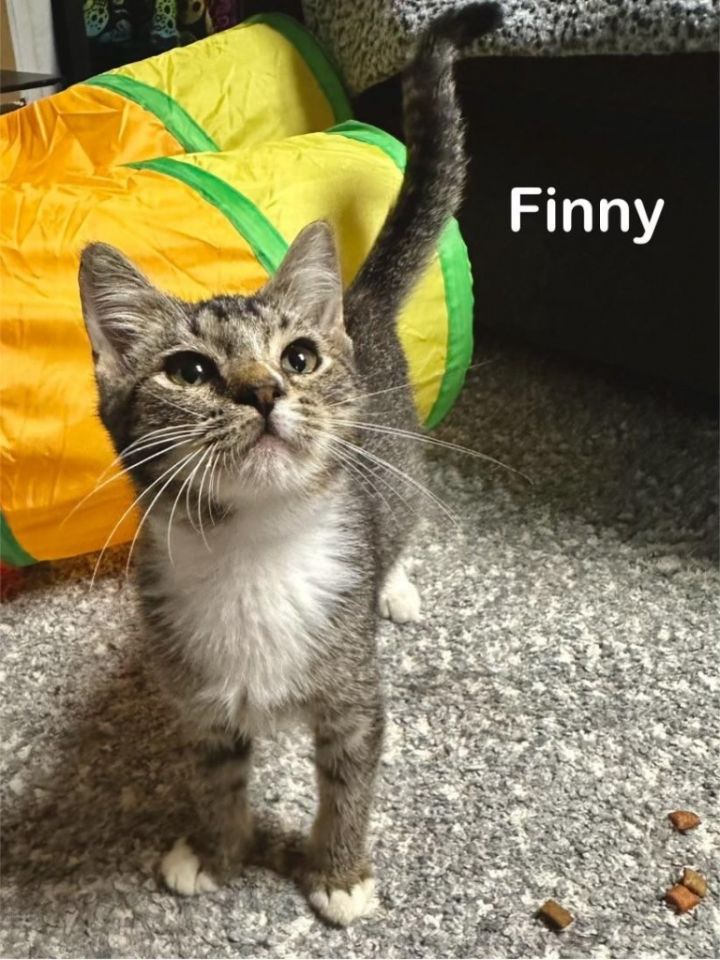 Finny 2