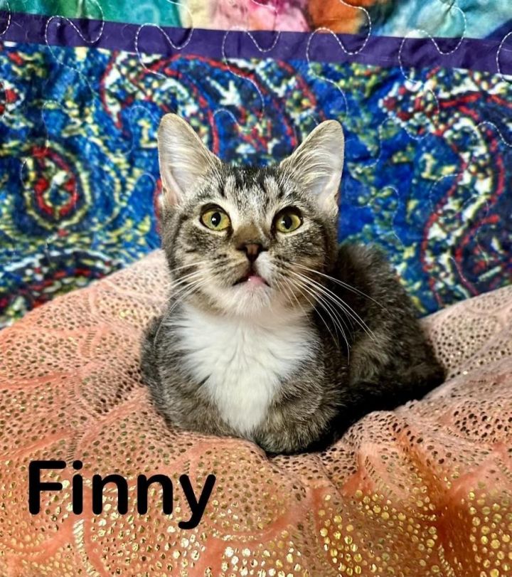 Finny 3