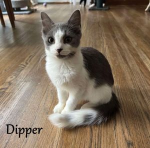 Dipper