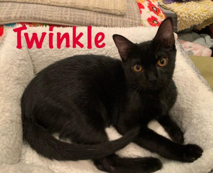 Twinkle 1