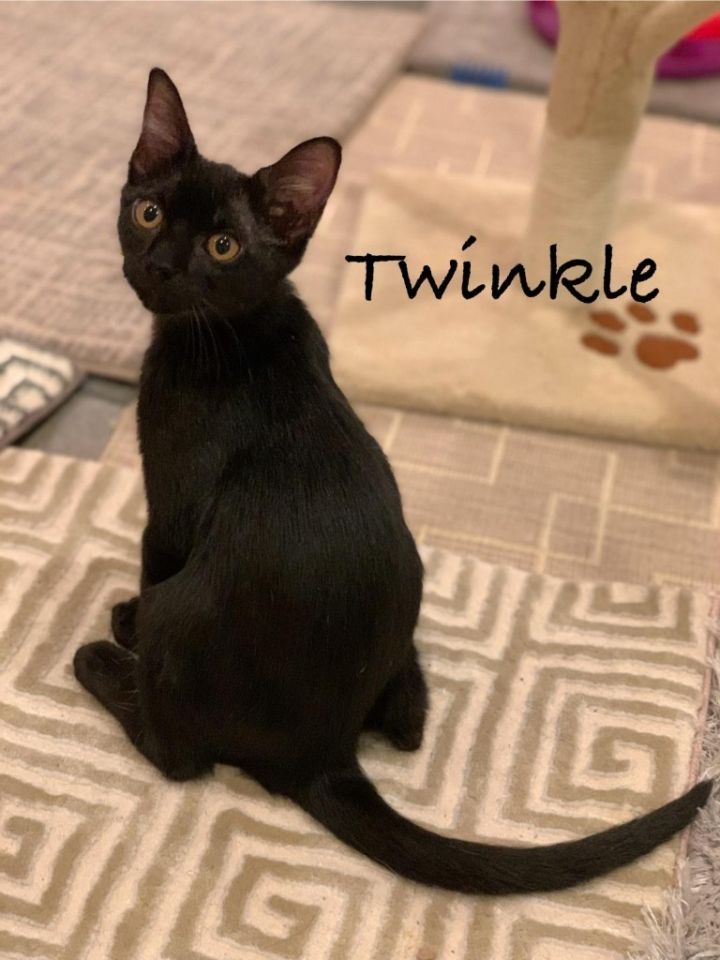 Twinkle 3