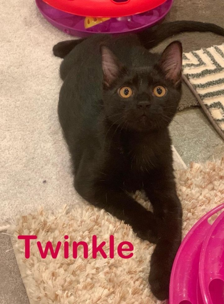 Twinkle 4