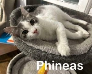 Phineas