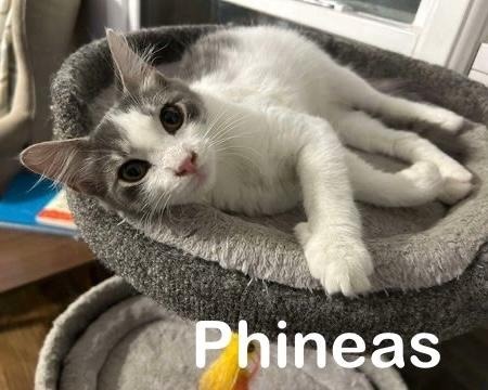 Phineas 1