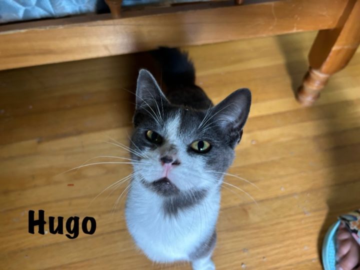 Hugo 2