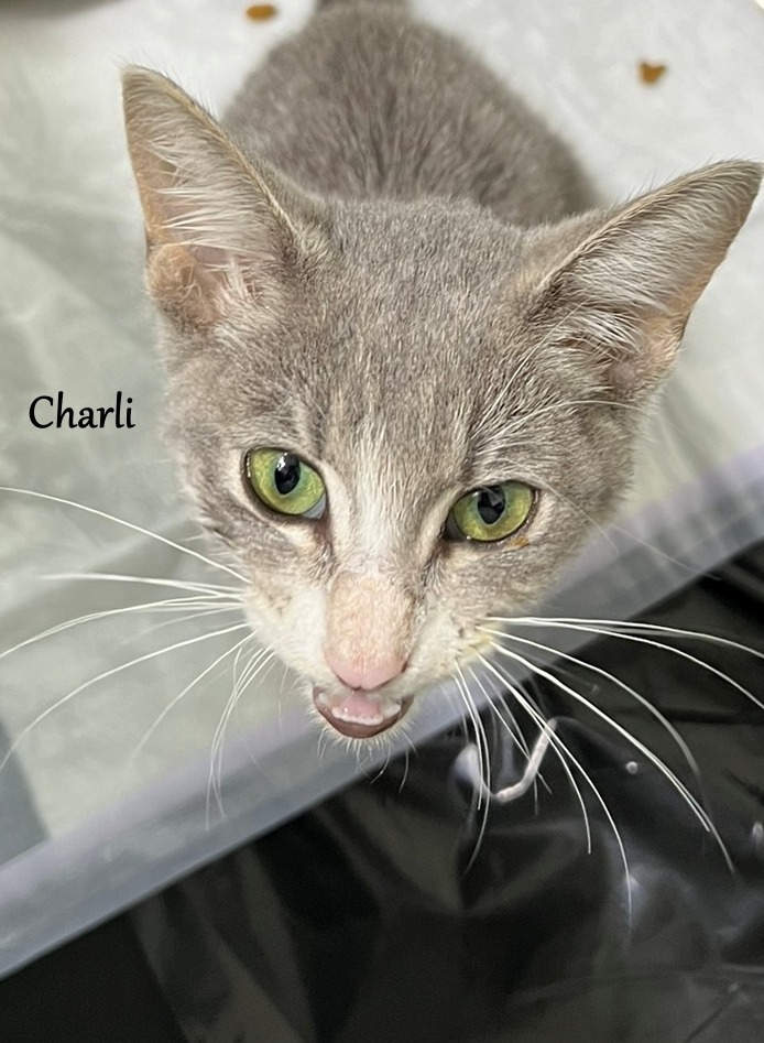 Charli, an adoptable Domestic Short Hair in Hoover , AL, 35226 | Photo Image 2