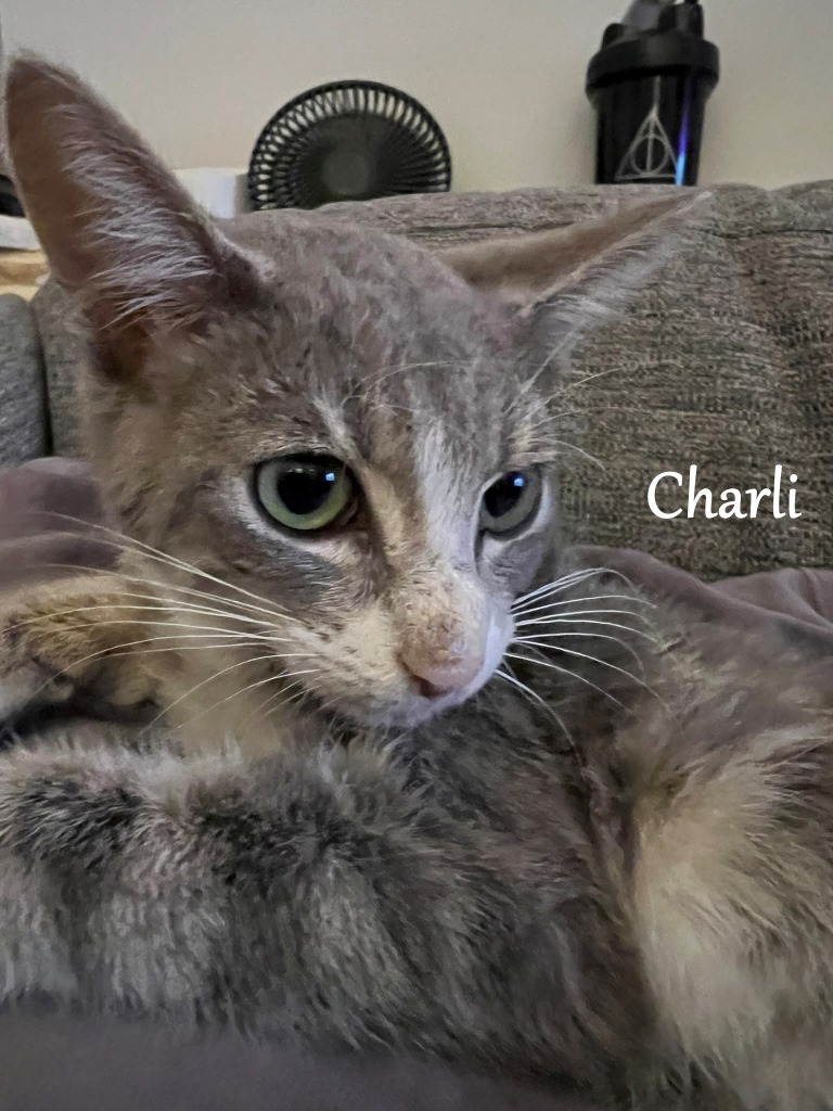 Charli, an adoptable Domestic Short Hair in Hoover , AL, 35226 | Photo Image 3