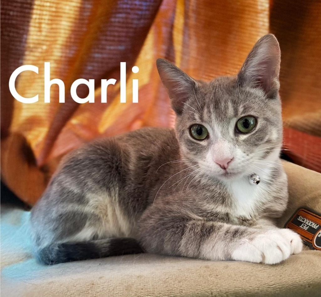 Charli, an adoptable Domestic Short Hair in Hoover , AL, 35226 | Photo Image 4