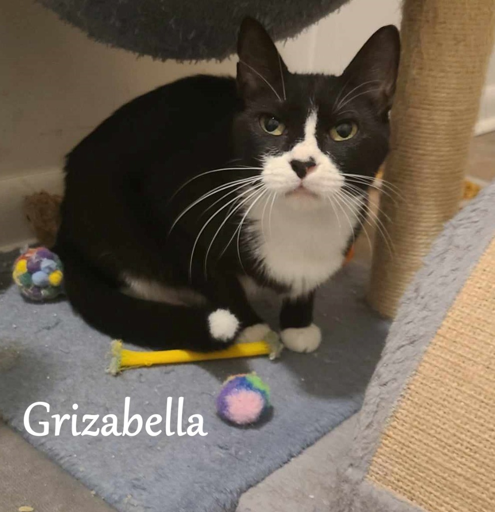 Grizabella (Grizzie), an adoptable Domestic Short Hair in Hoover , AL, 35226 | Photo Image 1