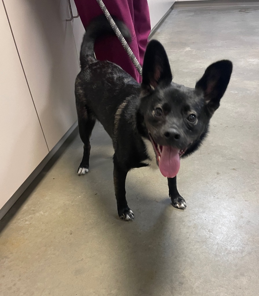 Romy, an adoptable Papillon in Murphysboro, IL, 62966 | Photo Image 3