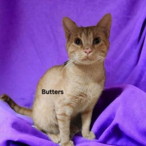 Butters