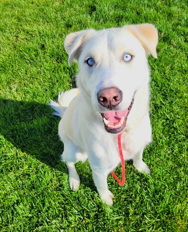 Steve 42784, an adoptable Labrador Retriever, Siberian Husky in Pocatello, ID, 83205 | Photo Image 1