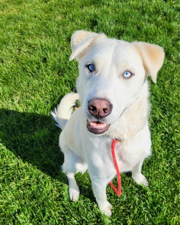 Steve 42784, an adoptable Labrador Retriever, Siberian Husky in Pocatello, ID, 83205 | Photo Image 2