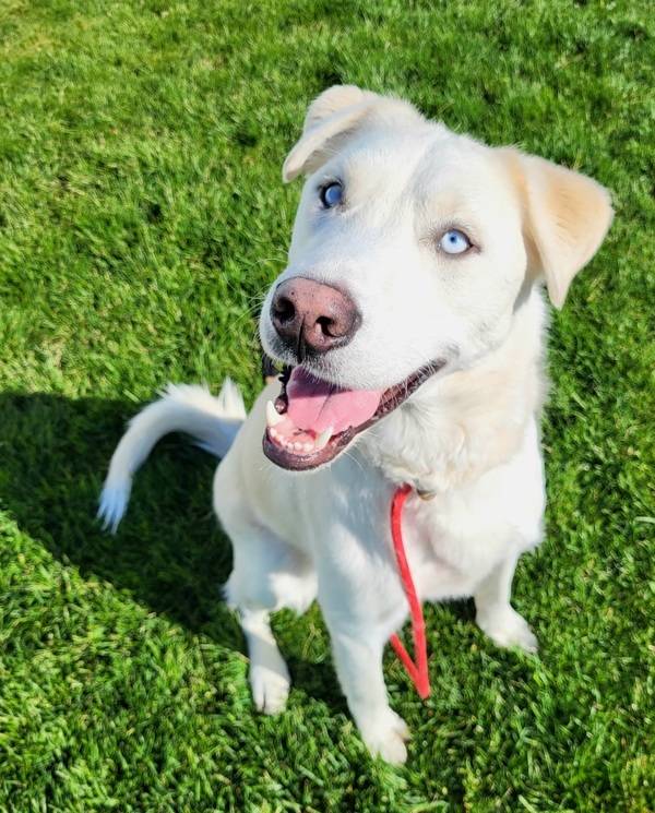 Steve 42784, an adoptable Labrador Retriever, Siberian Husky in Pocatello, ID, 83205 | Photo Image 3