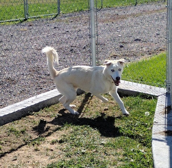 Steve 42784, an adoptable Labrador Retriever, Siberian Husky in Pocatello, ID, 83205 | Photo Image 4