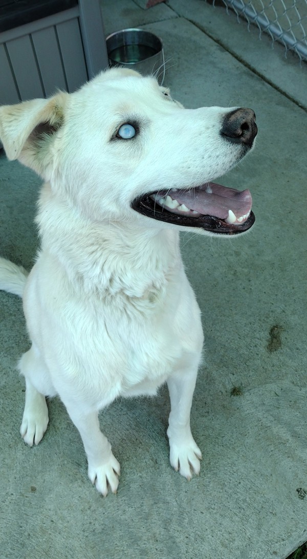 Steve 42784, an adoptable Labrador Retriever, Siberian Husky in Pocatello, ID, 83205 | Photo Image 5