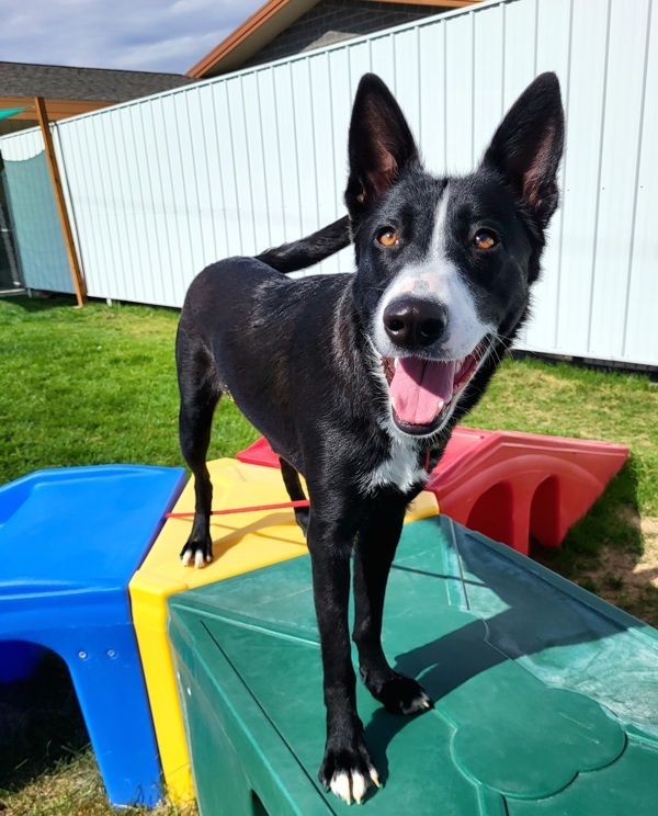 Murphy 42734, an adoptable Border Collie in Pocatello, ID, 83205 | Photo Image 1