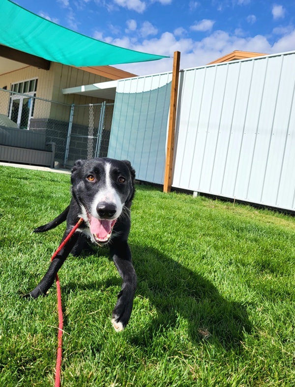 Murphy 42734, an adoptable Border Collie in Pocatello, ID, 83205 | Photo Image 2