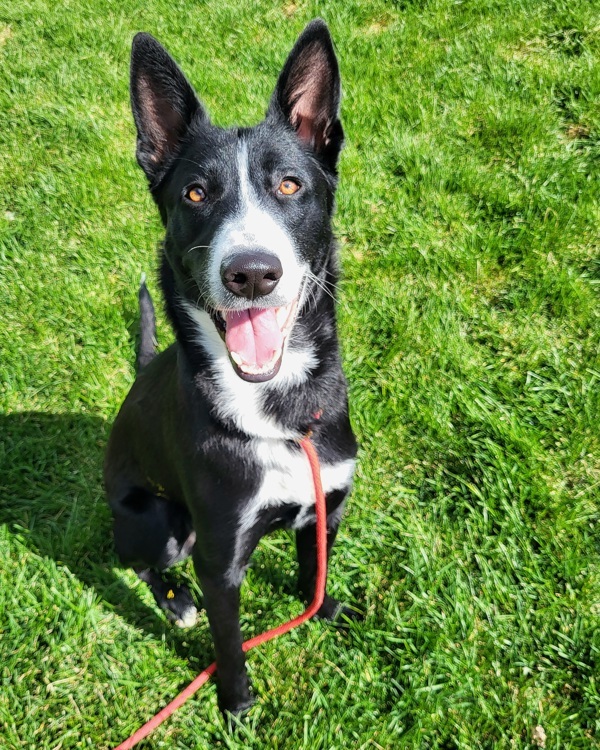 Murphy 42734, an adoptable Border Collie in Pocatello, ID, 83205 | Photo Image 3