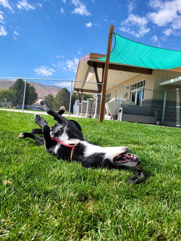 Murphy 42734, an adoptable Border Collie in Pocatello, ID, 83205 | Photo Image 4