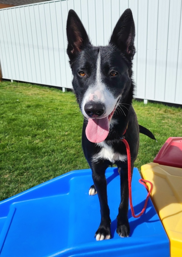 Murphy 42734, an adoptable Border Collie in Pocatello, ID, 83205 | Photo Image 5