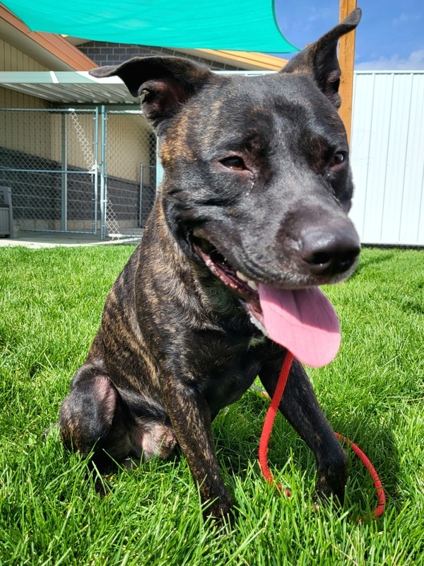 Ryder 42780, an adoptable Pit Bull Terrier in Pocatello, ID, 83205 | Photo Image 1