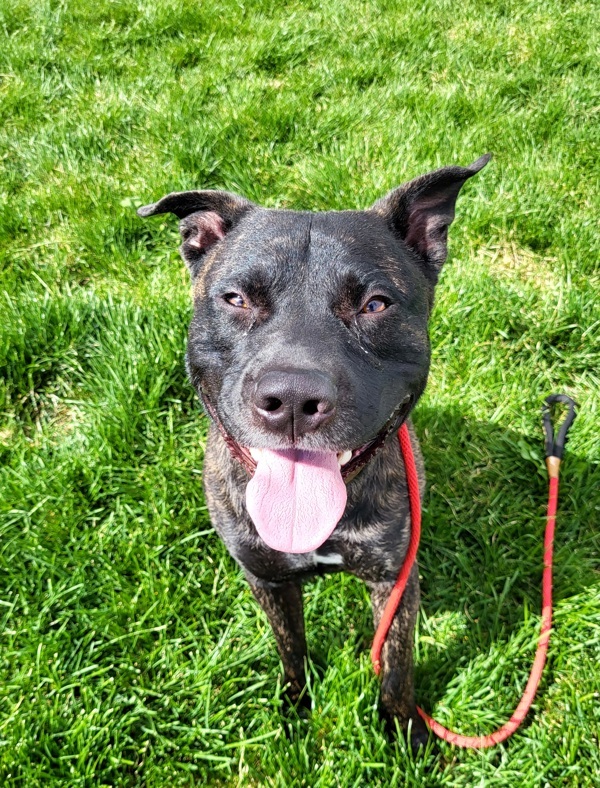 Ryder 42780, an adoptable Pit Bull Terrier in Pocatello, ID, 83205 | Photo Image 2