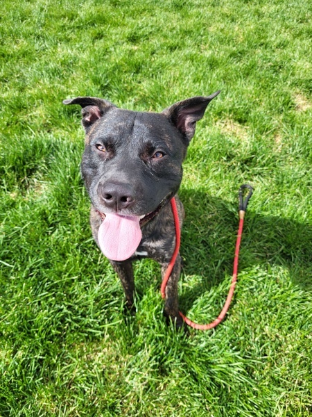 Ryder 42780, an adoptable Pit Bull Terrier in Pocatello, ID, 83205 | Photo Image 3