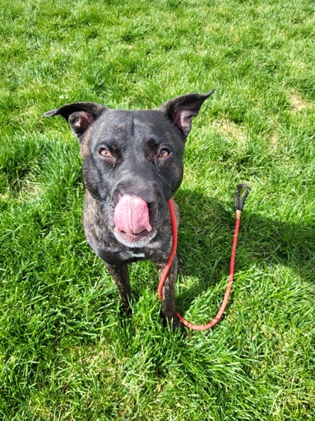 Ryder 42780, an adoptable Pit Bull Terrier in Pocatello, ID, 83205 | Photo Image 4