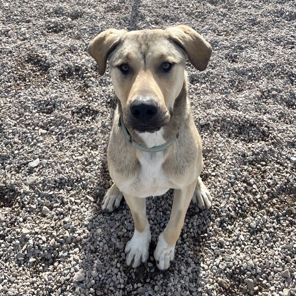 Ron, an adoptable Pit Bull Terrier in Lander, WY, 82520 | Photo Image 1