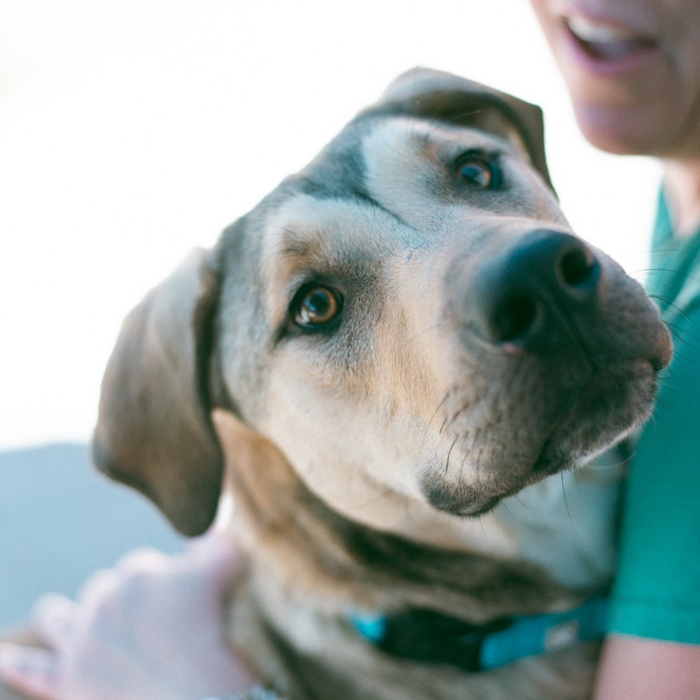 Ron, an adoptable Pit Bull Terrier in Lander, WY, 82520 | Photo Image 2