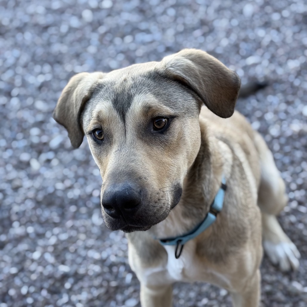 Ron, an adoptable Pit Bull Terrier in Lander, WY, 82520 | Photo Image 3