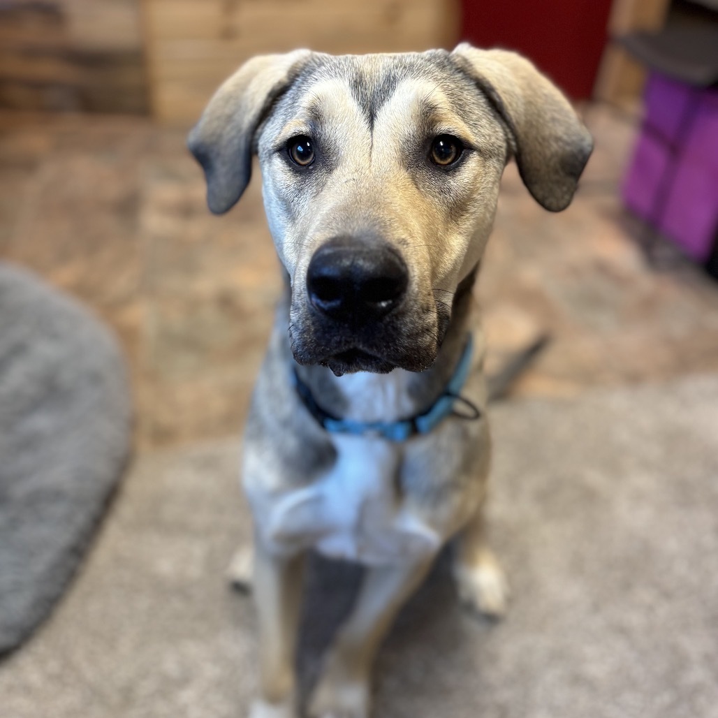 Ron, an adoptable Pit Bull Terrier in Lander, WY, 82520 | Photo Image 4