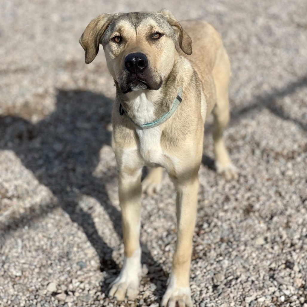 Ron, an adoptable Pit Bull Terrier in Lander, WY, 82520 | Photo Image 5