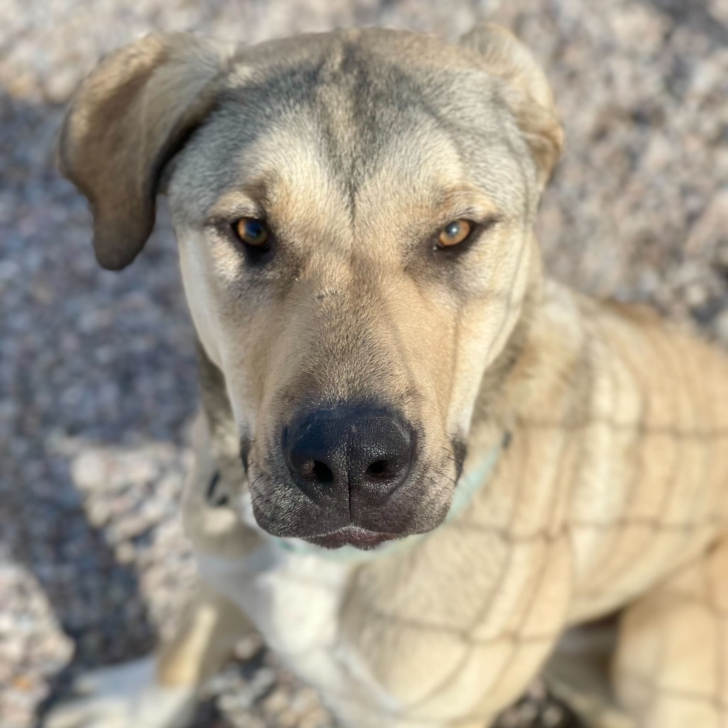 Ron, an adoptable Pit Bull Terrier in Lander, WY, 82520 | Photo Image 6