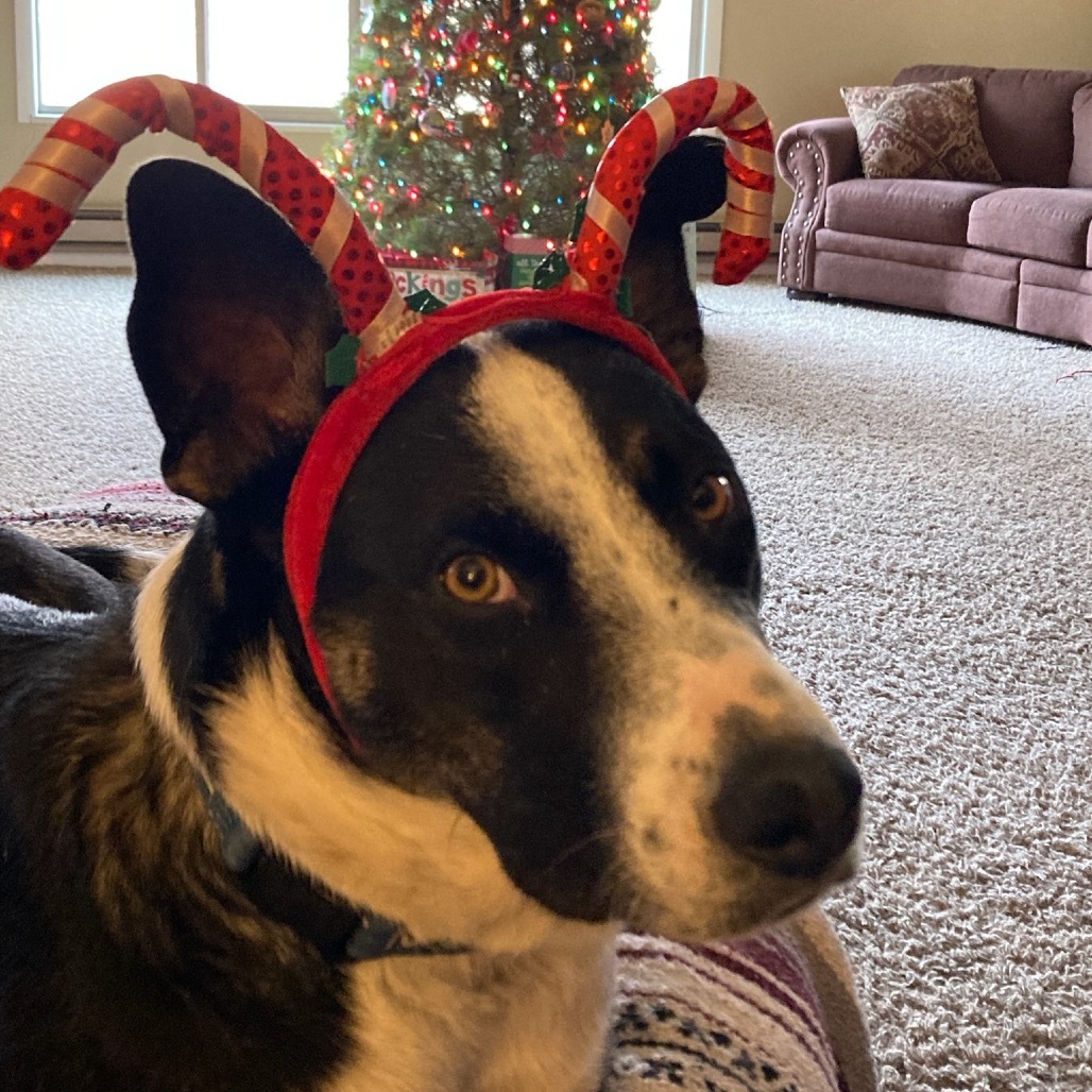 Jasper, an adoptable Mixed Breed, Border Collie in Lander, WY, 82520 | Photo Image 1