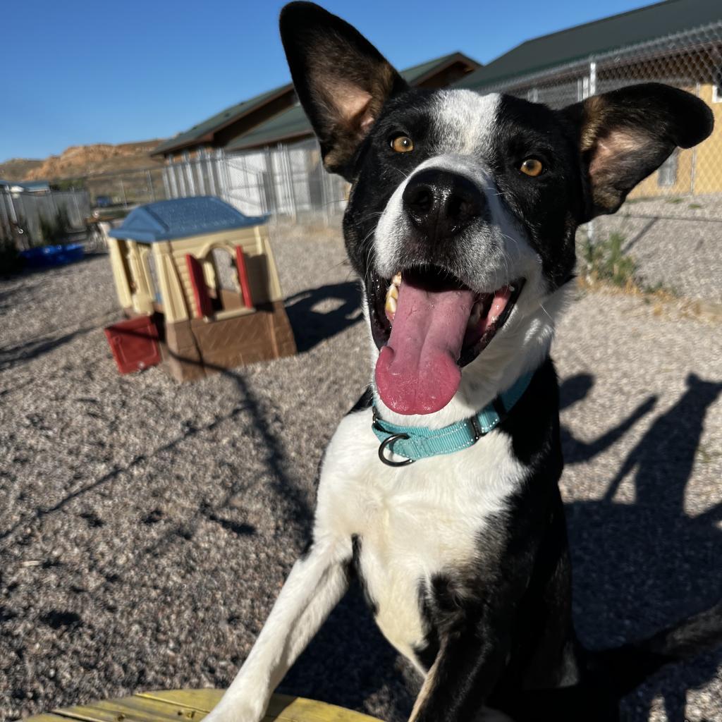 Jasper, an adoptable Mixed Breed, Border Collie in Lander, WY, 82520 | Photo Image 2