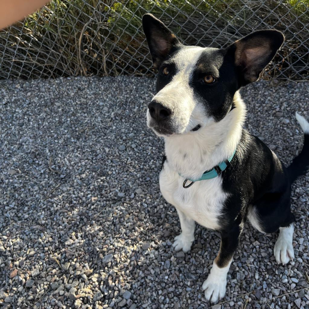 Jasper, an adoptable Mixed Breed, Border Collie in Lander, WY, 82520 | Photo Image 2