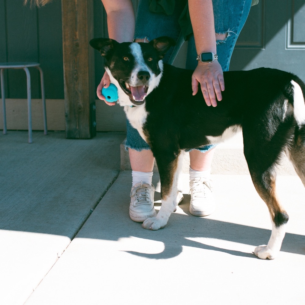 Jasper, an adoptable Mixed Breed, Border Collie in Lander, WY, 82520 | Photo Image 4