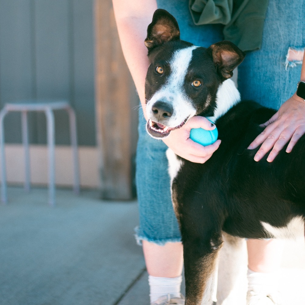 Jasper, an adoptable Mixed Breed, Border Collie in Lander, WY, 82520 | Photo Image 6