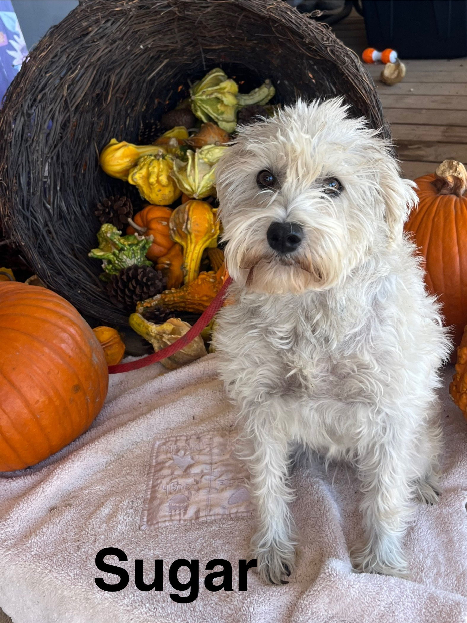 Sugar, an adoptable Schnauzer in Pipe Creek, TX, 78063 | Photo Image 1