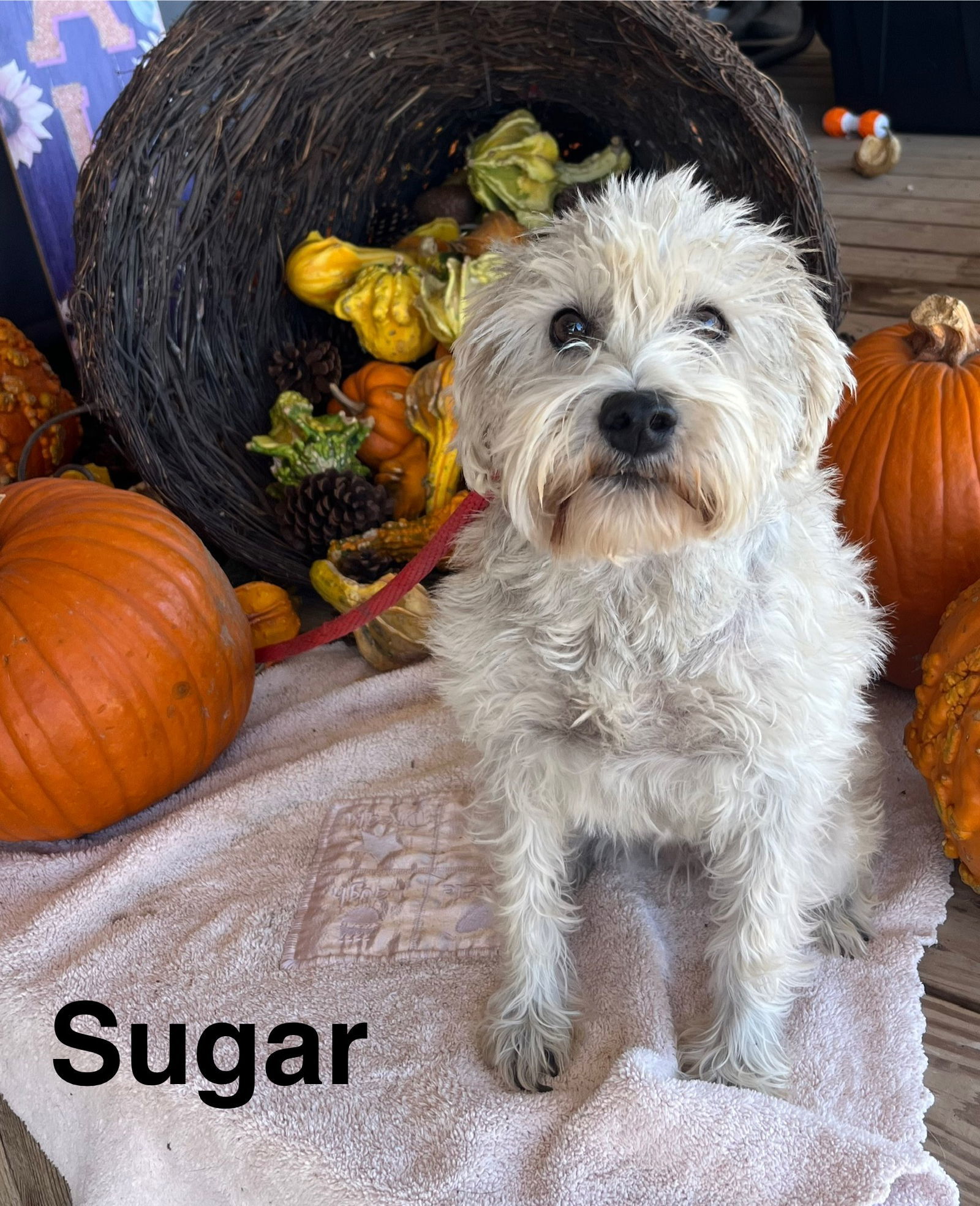 Sugar, an adoptable Schnauzer in Pipe Creek, TX, 78063 | Photo Image 2