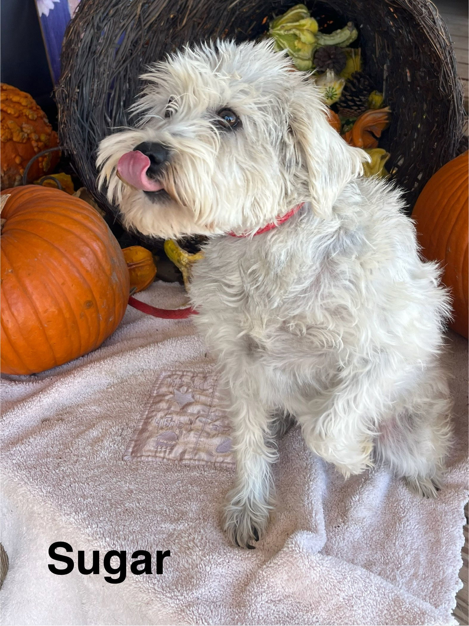 Sugar, an adoptable Schnauzer in Pipe Creek, TX, 78063 | Photo Image 3