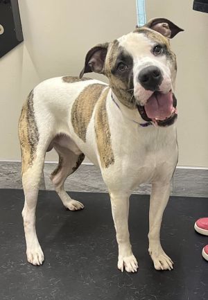 Chase, Adult Male unknown