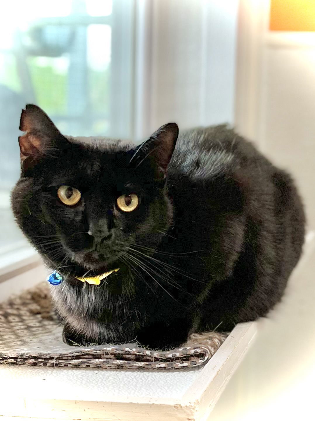 Mabel, an adoptable Domestic Short Hair in Estherville, IA, 51334 | Photo Image 1