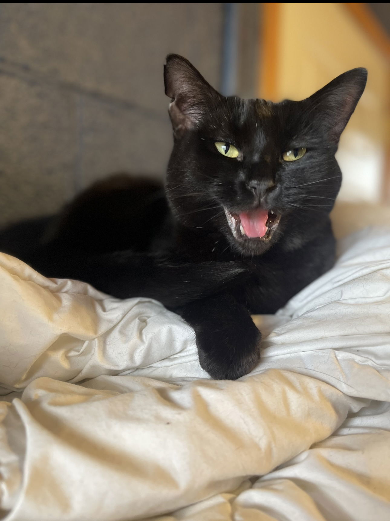 Mabel, an adoptable Domestic Short Hair in Estherville, IA, 51334 | Photo Image 2