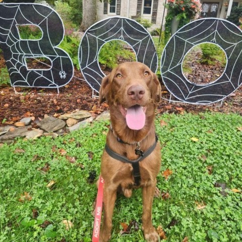 Riggs