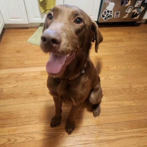 Riggs