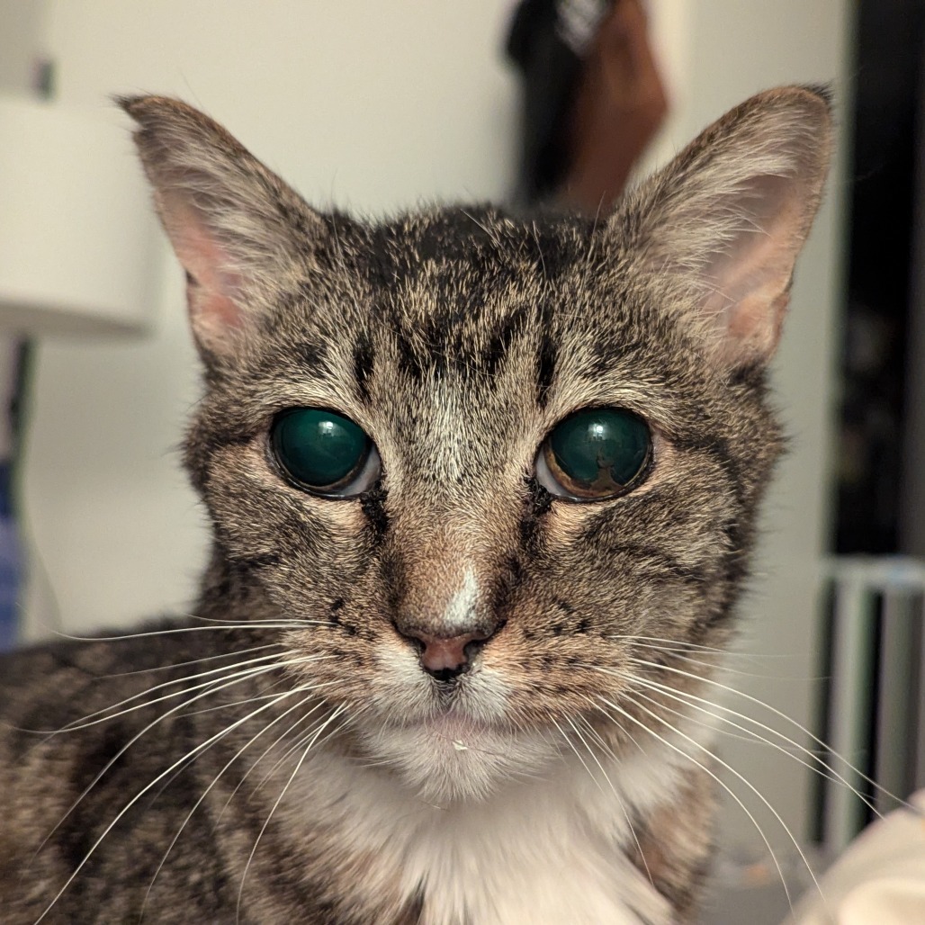 Sylvie, an adoptable Domestic Short Hair in Salt Lake City, UT, 84106 | Photo Image 1